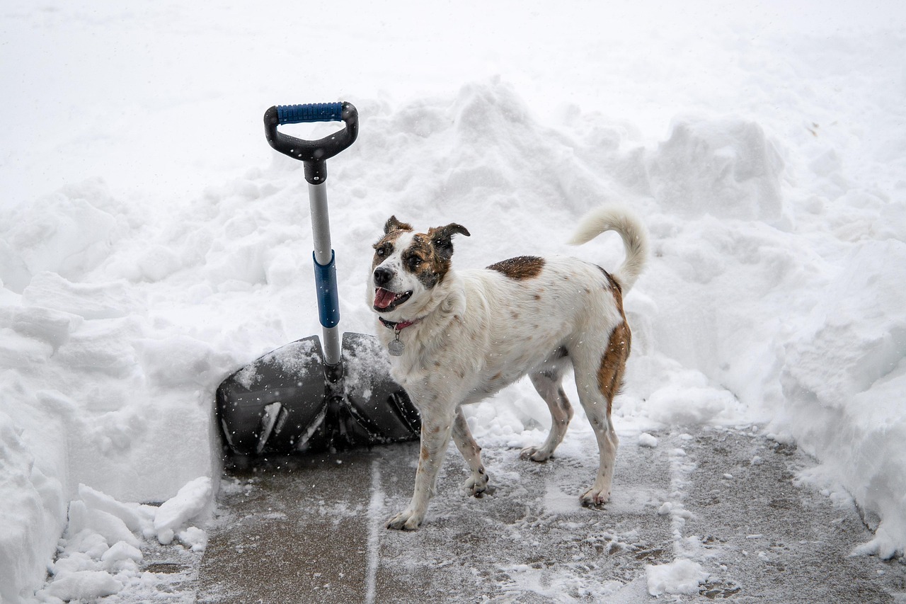 Hund vor einer Schneeschaufel