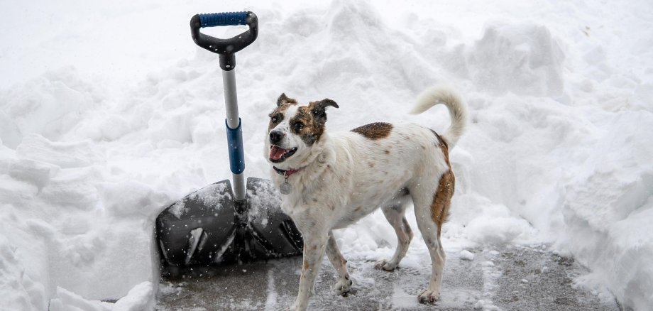 Hund vor einer Schneeschaufel