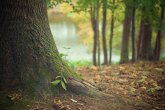 Pflanzling auf einem alten Baum